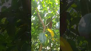 කුරුඳුCeylon cinnamonKuruvaCinnamomum verum preslHerbal Plant SriLanka🌿hindinatureshortvideo [upl. by Nosnah]