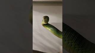 Boomslang Snake 🐍 fact shorts facts shortvideos snake [upl. by Assej413]