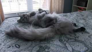 ENORMOUS Maine Coon Cat Sean Coonery Talking [upl. by Ttihw]