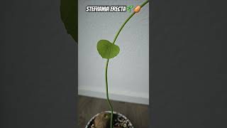 Stephania Erecta Part 1 indoorjungle plants plantlover plantaddict indoorplants vibes chill [upl. by Annahsat]