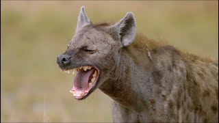 Wild Life  Spotted Hyenas Documentary 2020 Full HD 1080p [upl. by Anchie]