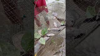 12 hours Fish trap sa pagkuha ug Giant tilapia sa sapang tabang🐟 catchingfish tilapia trap [upl. by Trebla]