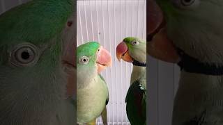 parrot parroting animalsong parrottalking parrotsinging funny birdsong [upl. by Stromberg884]