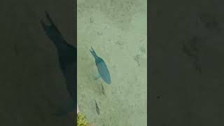 Parrot fishfish ytviral ytshorts parrotfish islandlifetrending shortsbermudaisland ofw [upl. by Nikolaus162]