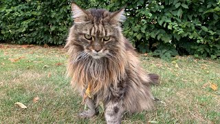 Do Maine Coons Talk A Lot Cat Talking [upl. by Ariahay]