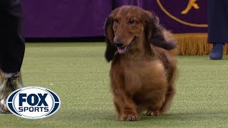 Group judging for the Hound Group at the 2019 Westminster Kennel Club Dog Show  FOX SPORTS [upl. by Roseann]