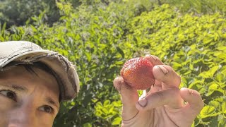 Easier Way to Grow Strawberries  Harvest and TIPS [upl. by Andrea]