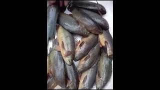 দেশি কৈ মাছ fish fishstore fishmarket [upl. by Assirat]