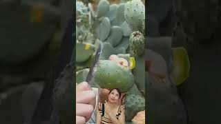 Cactus farming ideas followers fruit cactus [upl. by Lorollas411]