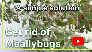 Getting rid of mealybugs on my Texas Sage plant [upl. by Pokorny]