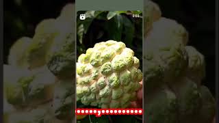 Yami Yami fruit fruit song shotsvideo viral short trendingshorts biutiful [upl. by Negah]