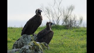 Cinereous Vulture [upl. by Sudoeht]