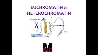 EUCHROMATIN amp HETEROCHROMATIN [upl. by Ybbob]