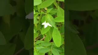 First harvest of chilli 🌶️🌶️wo khete hai na sabar ka faal thoda mith hota hai Mera fal thida tikha h [upl. by Bonnie]