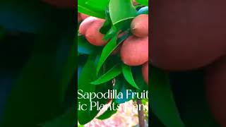 Sapodilla Fruit [upl. by Gabi]