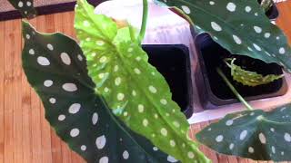 Begonia Maculata Propagation Update [upl. by Linda]