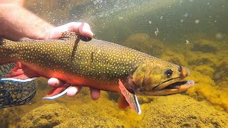 SIGHT FISHING BIG BROOK TROUT at a MOUNTAIN LAKE Catch and Cook [upl. by Salvadore11]