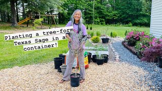 Planting Texas Sage in Container [upl. by Suryc]