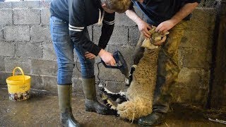 Farming Life Episode 84 Bending tup lambs horns [upl. by Isabel]