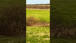 Two Canada Geese Flying Over Pasture In Slow Mo  RSPB St Aidan’s birds avian nature [upl. by Macdougall929]