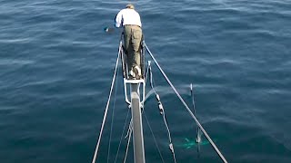 Harpooning Giant Bluefin Tuna off Cape Cod aboard the Cynthia C²  S14 E10 [upl. by Wurst]