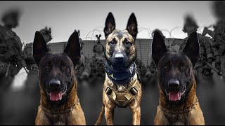 The Belgian Malinois Outsmarts All DOGS [upl. by Constance]