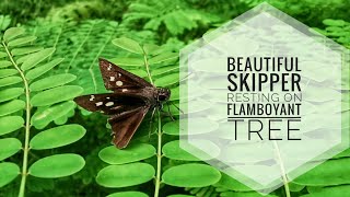 Beautiful Skipper Resting on Flamboyant Tree [upl. by Lleinnad]