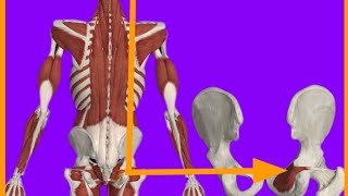 Obturstor Internus MuscleOriginInsertionActionBlood suppInnervationanatrelations gluteus [upl. by Gamal]