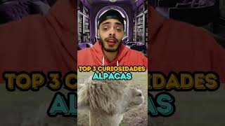 ALPACAS  TOP 3 CURIOSIDADES [upl. by Siroval130]