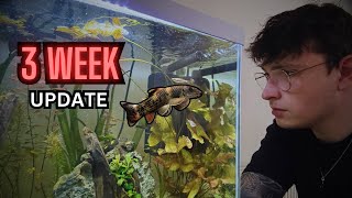 25 Day Update Dwarf Cichlid Community  New Addition [upl. by Roswald]