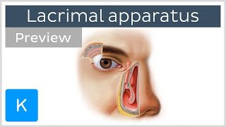 Lacrimal apparatus gland canaliculi duct and other structures preview  Human anatomy  Kenhub [upl. by Eveiveneg]