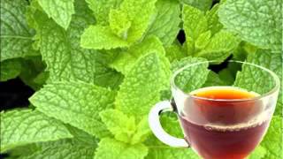 Strong Back Tea Health Benefits [upl. by Monahon]