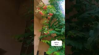 How are the flowers  🙄 love shorts video flowers plants tree green song music [upl. by Mok]