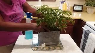 How to Care for Umbrella Plant Schefflera  Maintenance Tips Umbrella Plant [upl. by Ueih]