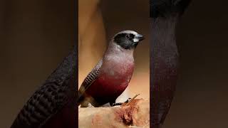 Dressed in a red suit wearing a blackandwhite bamboo hatBlackfaced Waxbill birds [upl. by Stallworth]