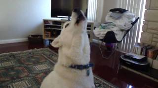 Siberian Husky Howling [upl. by Mochun]