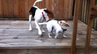 Beagle v Chihuahua [upl. by Nednarb]