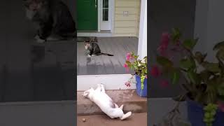 The dog went down the stairs music dog doglover funnyvideo funny funnyshorts funnyanimals [upl. by Herzel]