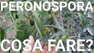 PERONOSPORA del POMODORO Trattamento BIO che funziona davvero [upl. by Allison]