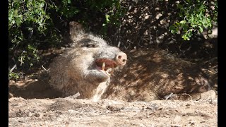 Javelina Safety Tips [upl. by Daveta]