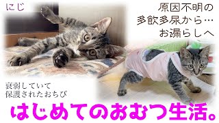 ND510【子猫】原因不明の多飲多尿からお漏らしへ…初めてのおむつ生活。【保護猫】 [upl. by Oiluarb901]