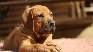 Boerboel Puppy Training Tips FreeMini Course [upl. by Addi]