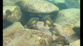 Tropheus moorii quotRed Rainbowquot at Kabimbwa [upl. by Reniar150]