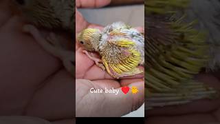 1 month 9 days and counting Egg to budgie shorts viral shortsviral [upl. by Ahtelra]