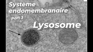 SE PART 3  LE LYSOSOME [upl. by Purpura]