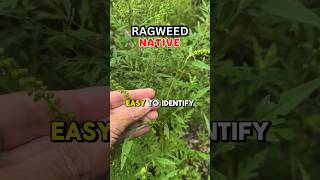 Ragweed causes seasonal allergies shorts [upl. by Dovev]