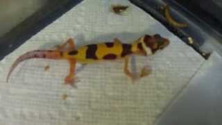 Screaming 1 pissed off baby Leopard Gecko [upl. by Sokul]