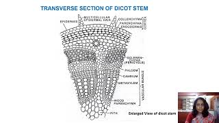 Transverse section of Dicot and Monocot Root and Stem [upl. by Nnaoj304]