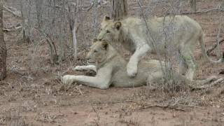 SWAZILAND HLANE NATIONAL PARK [upl. by Ahseen293]