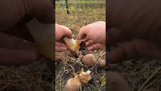 Harvest mushroom shorts mashroom vegetables [upl. by Laszlo]